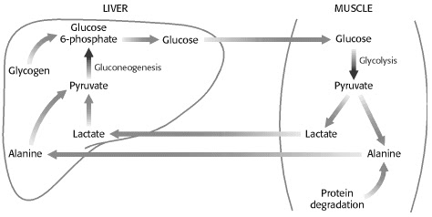 cory cycle where gluconeogenesis happens