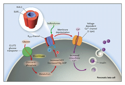 pancreatic beta cells and ketosis