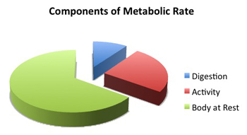 basic metabolic rate explained to start article about metabolic advantage